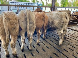 300kg Smashing Charolais Bullocks - Image 2