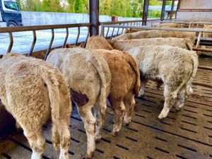 300kg Smashing Charolais Bullocks - Image 3