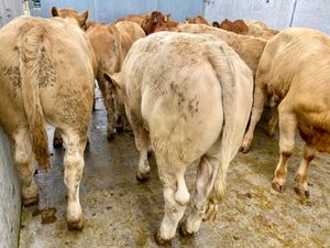 300kg Smashing Charolais Bullocks - Image 2