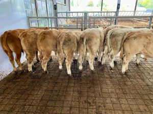 Continental Bulls & Continental  Bullocks - Image 2