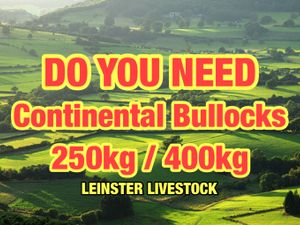 Continental Bulls & Continental  Bullocks - Image 2