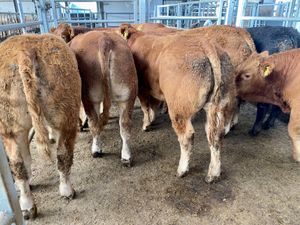 Continental Bullocks & Continental Bulls - Image 2