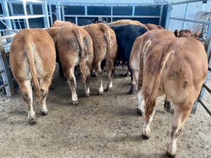 ❌ Continental Bullocks & Continental Bulls ❌ - Image 2