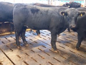 Continental Bullocks & Continental Bulls - Image 4