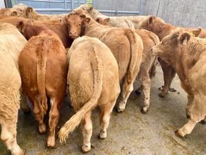 Continental Bullocks & Continental Bulls - Image 2