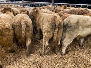 Continental Bullocks & Continental Bulls - Image 2