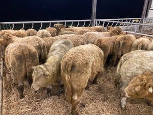 Continental Bullocks & Continental Bulls - Image 2