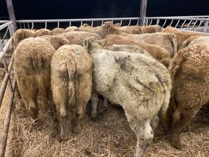 Continental Bullocks & Continental Bulls - Image 2