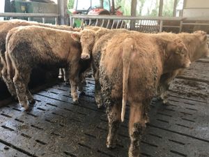 5 U Grade Bullocks - Image 2