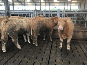 5 U Grade Bullocks - Image 4