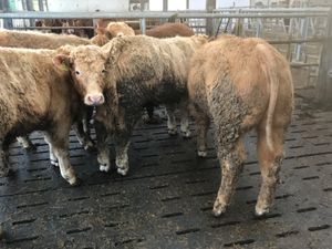 5 U Grade Bullocks - Image 3