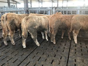 5 U Grade Bullocks - Image 3