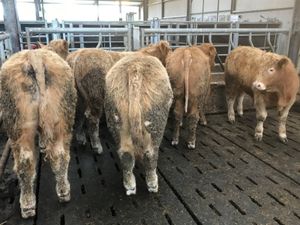 5 U Grade Bullocks - Image 2