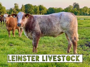 Bulls and Heifers - Image 2