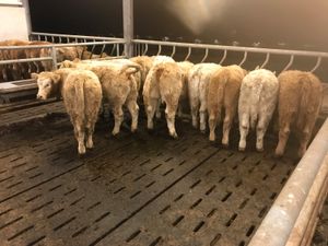 SMASHING HEIFERS 250kg up to 400kg - Image 2