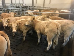 Smashing Charolais Heifers - Image 3