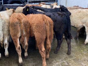 BULLOCKS•HEIFERS•BULLS•CALVES - Image 2