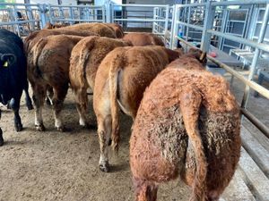 BULLOCKS•HEIFERS•BULLS•CALVES - Image 3