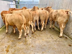 BULLOCKS•HEIFERS•BULLS•CALVES - Image 4