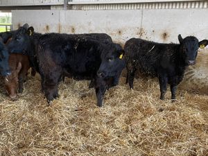 Thank you Mrs Mc Mahon - Image 4