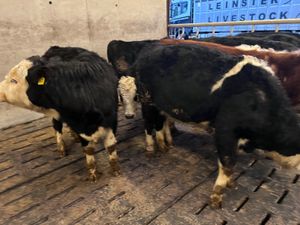 Hereford Bullocks 340kg - Image 4