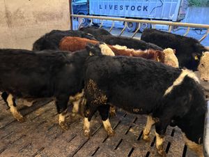 Hereford Bullocks 340kg - Image 2