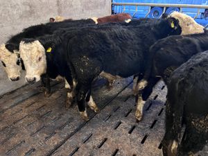 Hereford Bullocks 340kg - Image 2