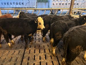 Hereford Bullocks 340kg - Image 2