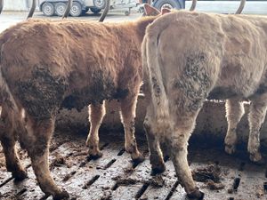 4 Charolais Heifers 350kg - Image 2