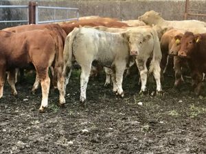 Thanks Stephen AGAIN  • Ballymote • SLIGO - Image 2