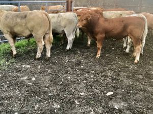 Thanks Stephen AGAIN  • Ballymote • SLIGO - Image 4