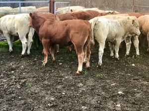 Thanks Stephen AGAIN  • Ballymote • SLIGO - Image 2