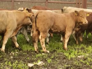 Smashing Charolais Bullocks - Image 2