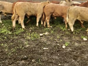 Thanks Stephen AGAIN  • Ballymote • SLIGO - Image 3