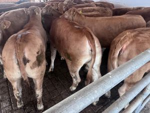 Exceptional Charolais Store Heifers - Image 4
