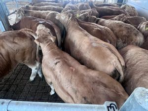 Exceptional Charolais Store Heifers - Image 3