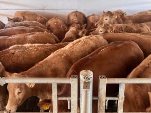 Exceptional Charolais Store Heifers - Image 2