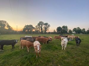 Beautiful Breeding Heifers - Image 2