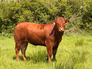 4* & 5* Limousine Breeding Heifers - Image 2