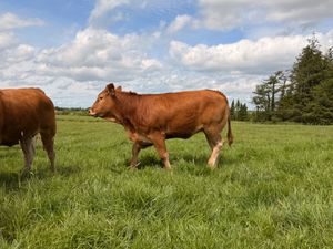 4* & 5* Limousine Breeding Heifers - Image 4