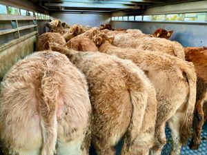 Golden Charolais Heifers - Image 4