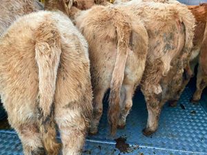 Golden Charolais Heifers - Image 3