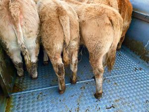 Golden Charolais Heifers - Image 2