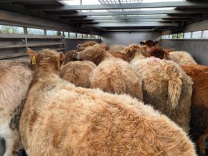 Golden Charolais Heifers - Image 2
