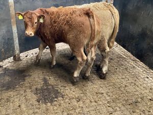 Smashing Bull - Image 4