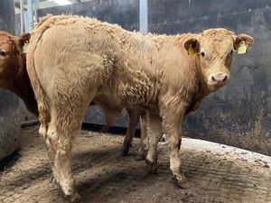 Smashing Bull Weanlings - Image 4