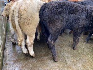 Smashing Bull Weanlings - Image 2