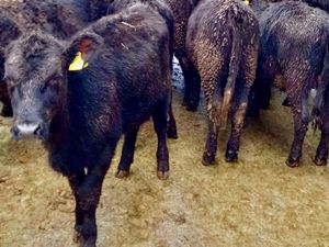 LEINSTER LIVESTOCK GRANARD LONGFORD - Image 4