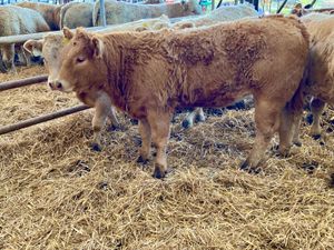 LEINSTER LIVESTOCK GRANARD LONGFORD - Image 2