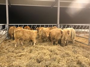 Cracking Charolais Heifer - Image 3